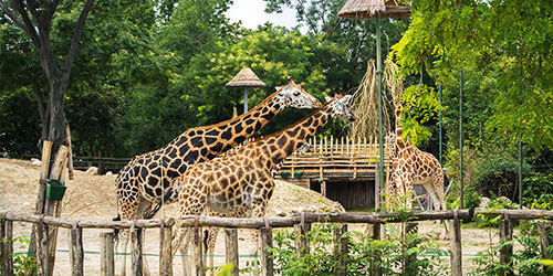 älteste zoologische Garten Ungarns