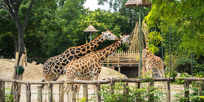 Budapester Zoo Budapester Zoo