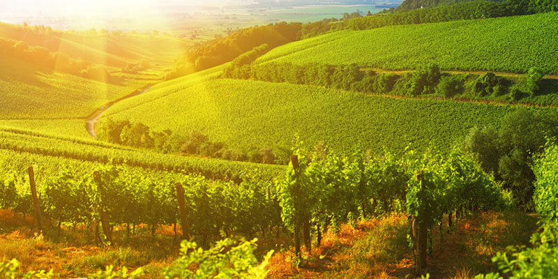 Ungarns Weinregionen