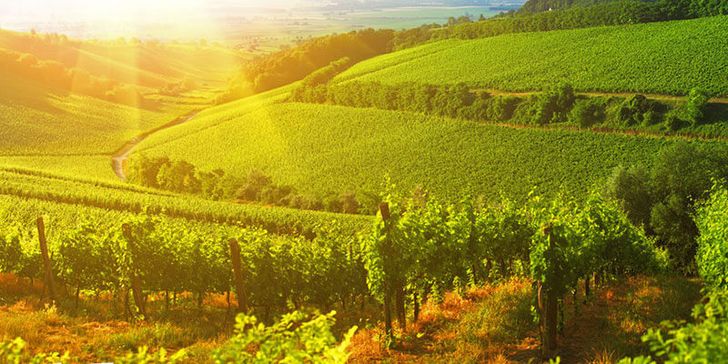 Ungarns Weinregionen Ungarns Weinregionen